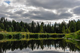Karelian woods