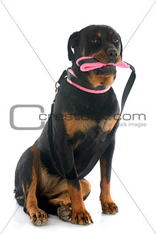 rottweiler and leash