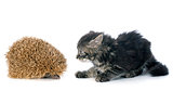 hedgehog and kitten