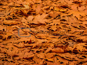 Background of Fallen Autumn Leaves