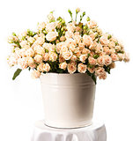 Bunch of creamy roses in a bucket over white background