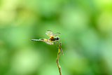 Yellow-striped Flutterer Dragonfly (Rhyothemis phyllis)