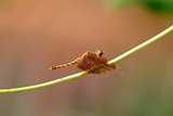 female Fulvous Forest Skimmer (Neurothemis fulvia)