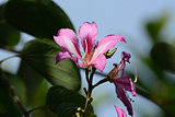 Orchid Tree flower (Bauhinia blakeana)
