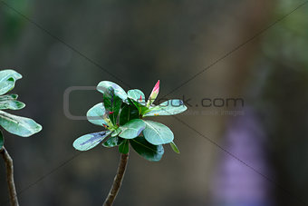 Impala Lily Adenium flower (Adenium obesum)