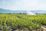 Tobacco plantation and irrigation