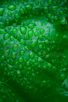 Green leaf and dew