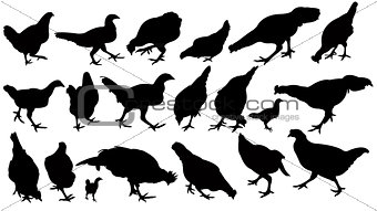 chickens and roosters, silhouettes vector