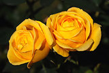 Flowers yellow rose