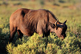 African buffalo