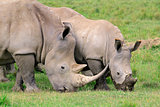 White rhinoceros feeding