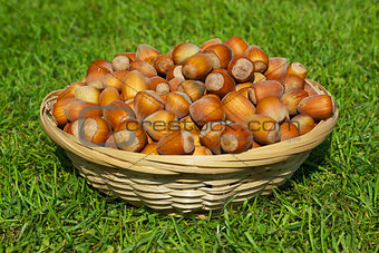Basket full of hazelnuts
