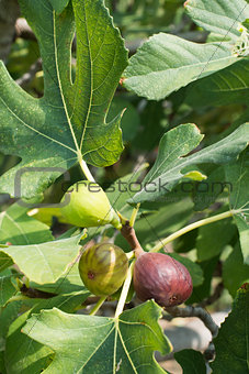Fig on tree between the leaves