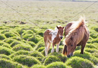 Icelandic horse with her colt