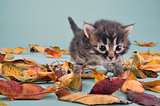 small 20 days old  kitten in autumn leaves