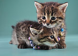 little kittens with small metal jingle bells beads