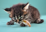 small kitten eats a fish