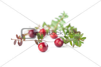 Cranberry twigs on white