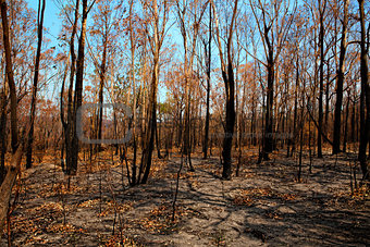 Blackened trees and bushland after bushfire