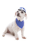 Dog wearing helmet and bandana