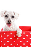 Cute puppy dog in a red love heart box