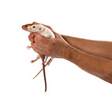 Two rats in human outstretched hands