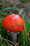 Amanita muscaria mushroom in grass