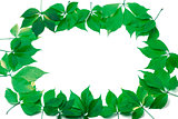 Green leaves frame on white background