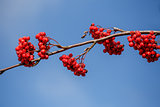 detail of Rowan Berries (Sorbus aucuparia)
