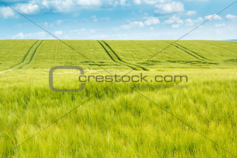 Organic Green spring grains field