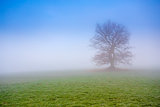 cold misty morning with tree