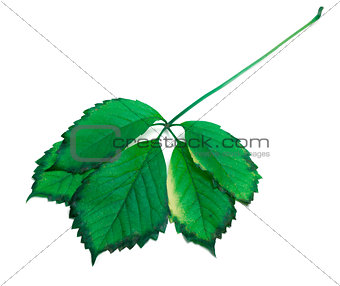 Green leaf on white background