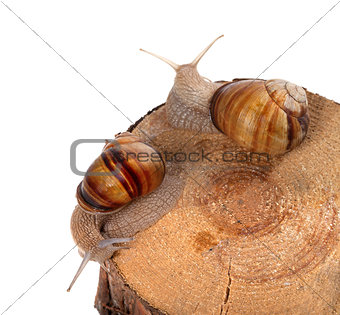 Two snails on top of pine-tree stump