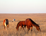 Three horses grazing in pasture