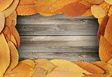 thanksgiving backdrop with cherry leaves