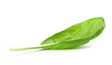 Spinach leaf