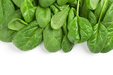 fresh green leaves spinach