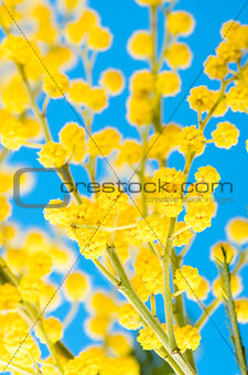 blossoming mimosa, a close up