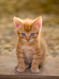 Cute red kitten
