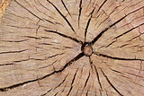 Cracked section of wood