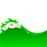 Vector illustration of chamomile flower