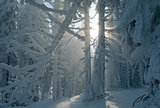 fantastic winter forest