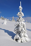 Fir-tree under snow