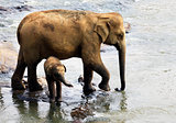 Family of Indian elephants