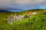 Young deer in the meadow at Scottish highlands