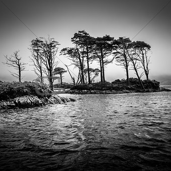 Dramatic monochrome view of trees in the lake