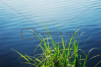 grass growing at the shore 