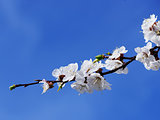 blooming apricot-tree against blue sky