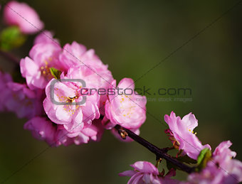  japanese cherry blossom, sakura
