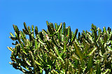 Cactus against blue sky